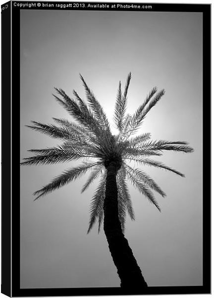 The Palm Tree Canvas Print by Brian  Raggatt