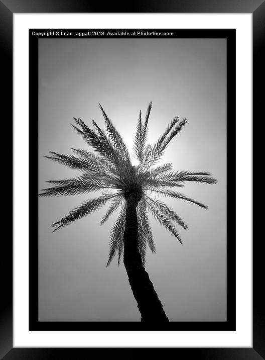 The Palm Tree Framed Mounted Print by Brian  Raggatt