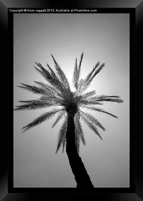 The Palm Tree Framed Print by Brian  Raggatt