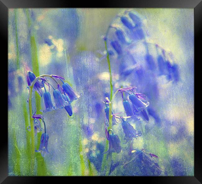 Blue Haze Framed Print by Dawn Cox