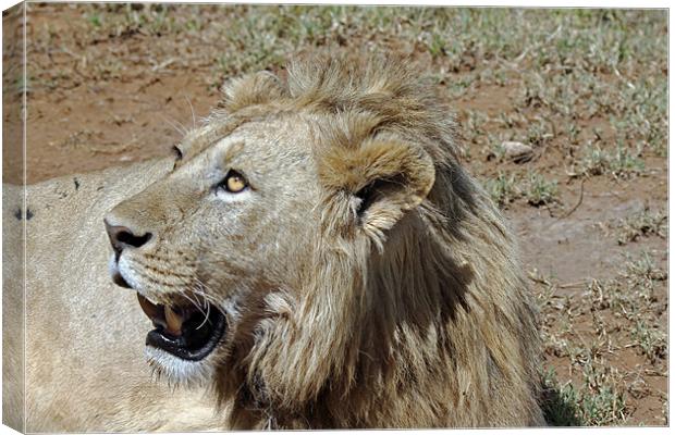 Lions Head Canvas Print by Tony Murtagh