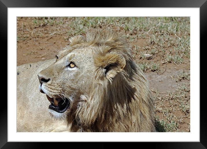 Lions Head Framed Mounted Print by Tony Murtagh