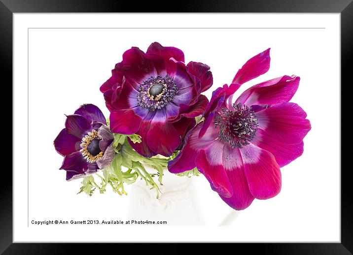 Anemone Trio Framed Mounted Print by Ann Garrett