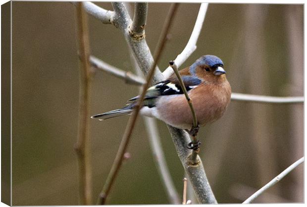 Chaffinch on branch Canvas Print by Simon West