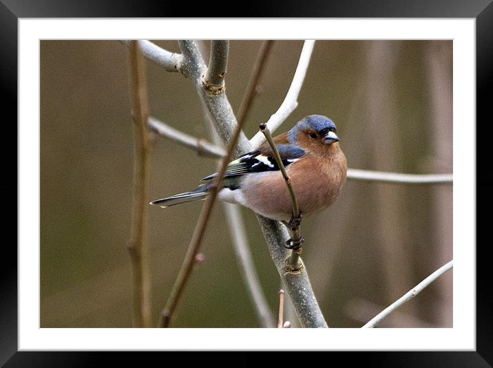 Chaffinch on branch Framed Mounted Print by Simon West