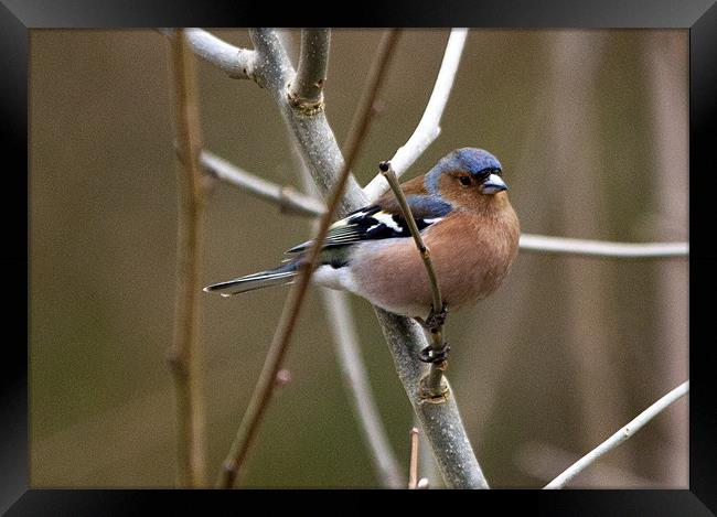 Chaffinch on branch Framed Print by Simon West