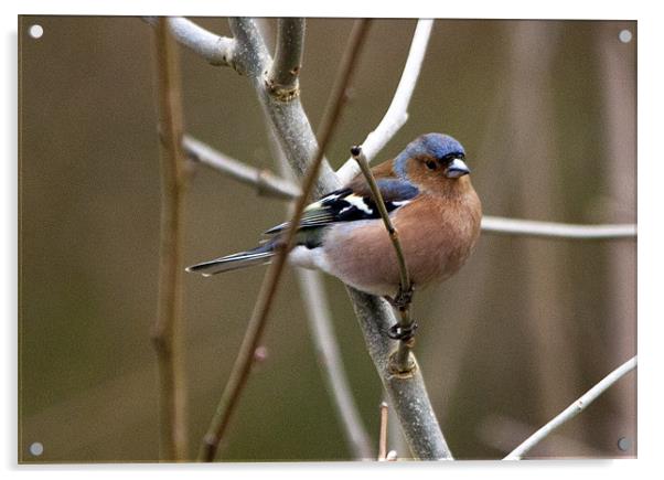 Chaffinch on branch Acrylic by Simon West