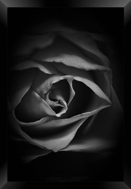 Black and White Rose Framed Print by Dean Messenger