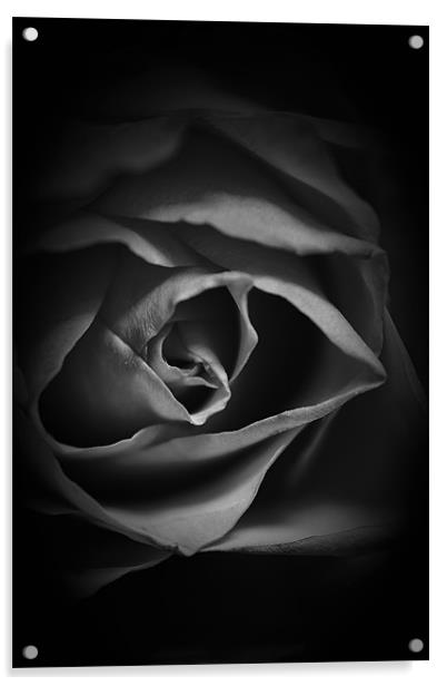 Black and White Rose Acrylic by Dean Messenger