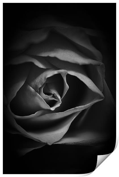 Black and White Rose Print by Dean Messenger