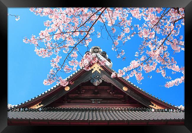 Spring in Japan Framed Print by Geoff Tydeman