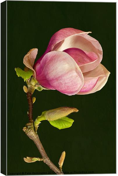 Magnolia Canvas Print by Pete Hemington