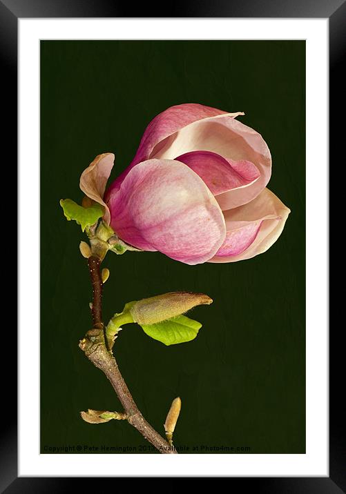 Magnolia Framed Mounted Print by Pete Hemington