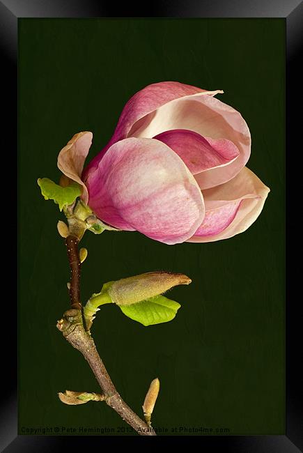 Magnolia Framed Print by Pete Hemington
