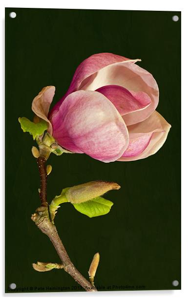 Magnolia Acrylic by Pete Hemington