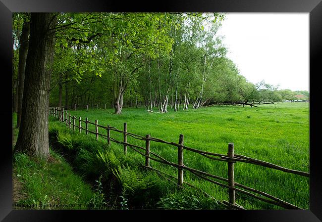 grassland meadow Framed Print by Jo Beerens