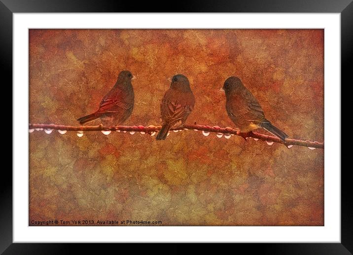THREE LITTLE BIRDS Framed Mounted Print by Tom York