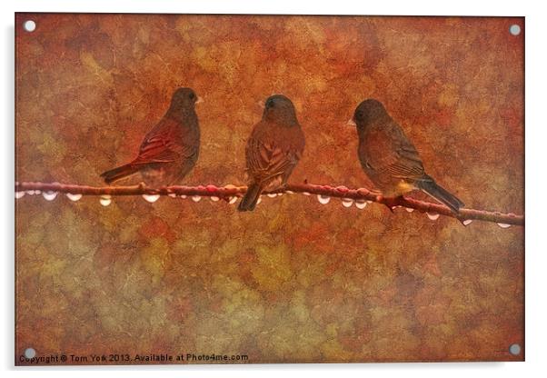 THREE LITTLE BIRDS Acrylic by Tom York