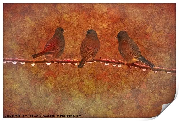 THREE LITTLE BIRDS Print by Tom York