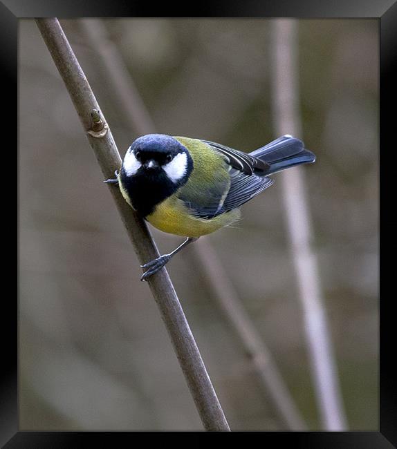 Great Tit Framed Print by Simon West