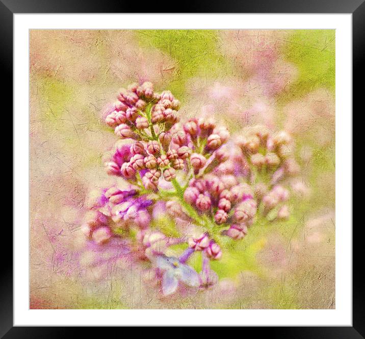 Gathering lilacs Framed Mounted Print by Dawn Cox