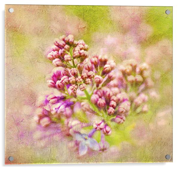Gathering lilacs Acrylic by Dawn Cox