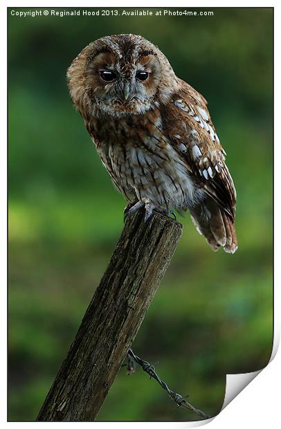 Tawny Owl Print by Reginald Hood