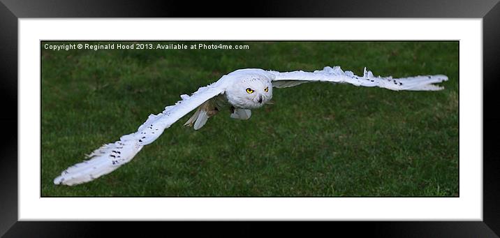 Snowy Owl Framed Mounted Print by Reginald Hood