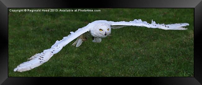 Snowy Owl Framed Print by Reginald Hood