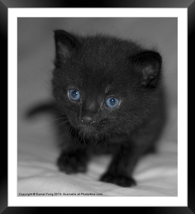 Cute pure black kitten Framed Mounted Print by Daniel Fong