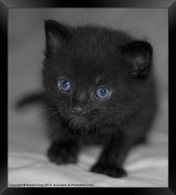 Cute pure black kitten Framed Print by Daniel Fong