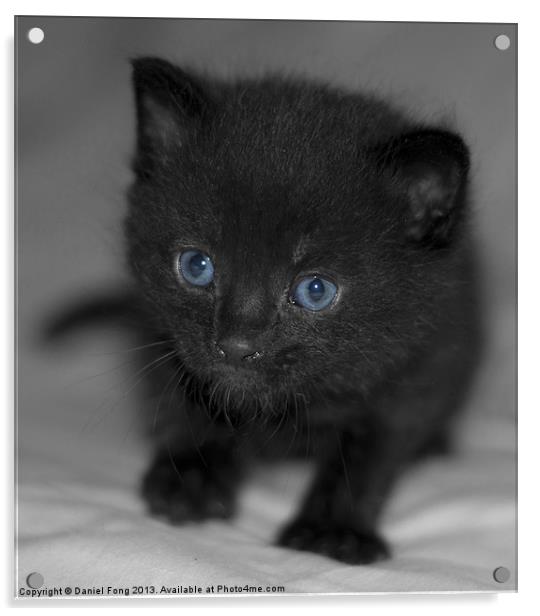 Cute pure black kitten Acrylic by Daniel Fong