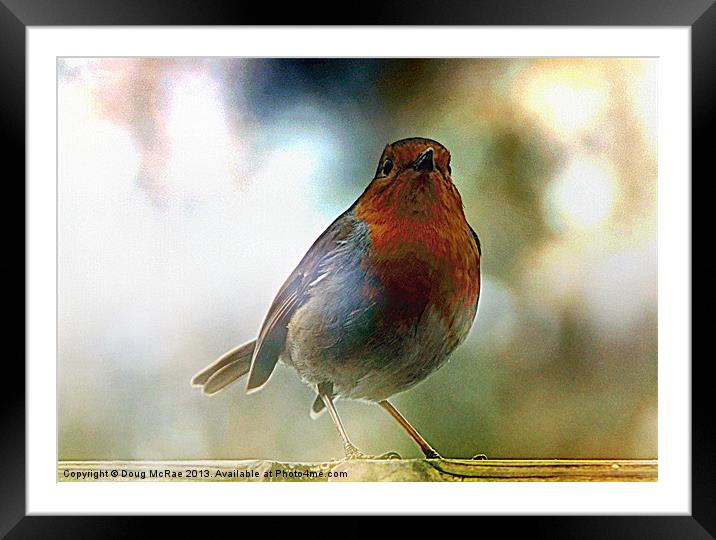 Robin red breast Framed Mounted Print by Doug McRae
