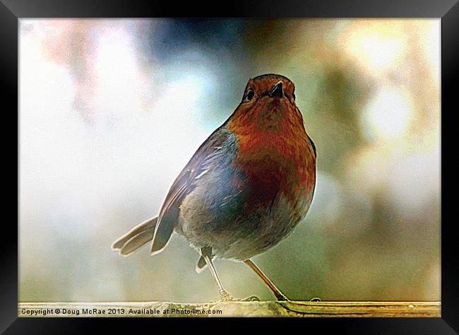 Robin red breast Framed Print by Doug McRae