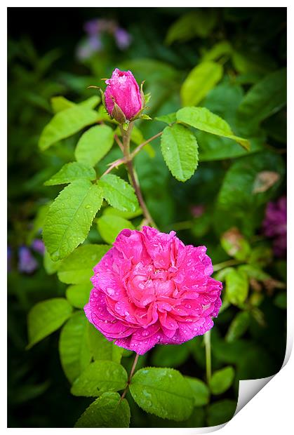Pink Rose with Bud Print by Mark Llewellyn