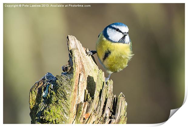 Blue Tit (Cyanistes caeruleus) Print by Pete Lawless