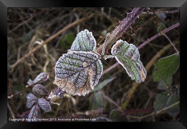 Frosted Framed Print by George Davidson
