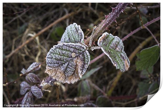 Frosted Print by George Davidson