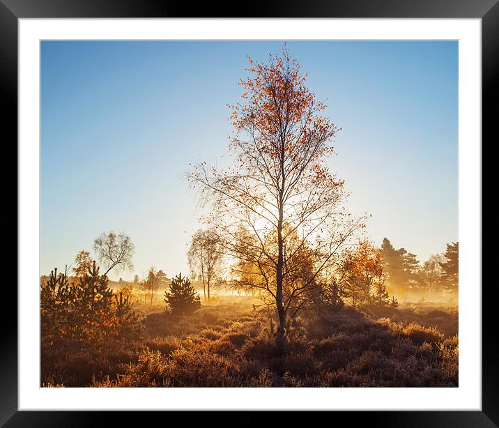 Autumn End Framed Mounted Print by Clive Eariss