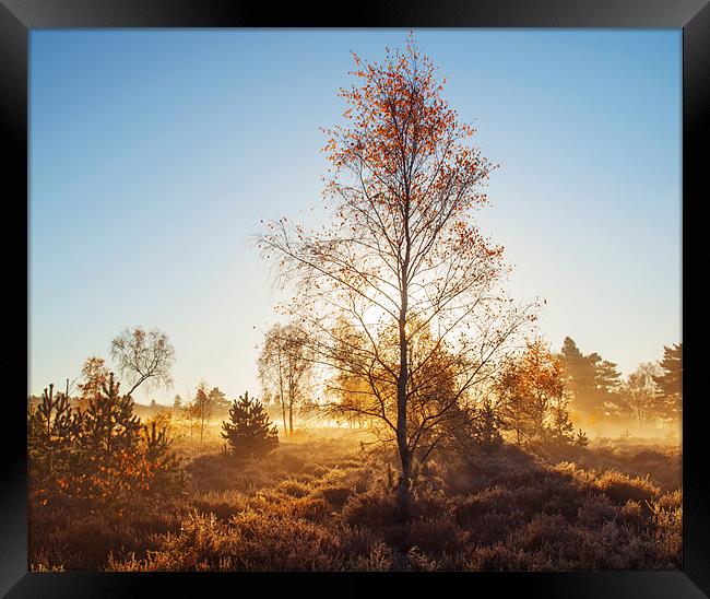 Autumn End Framed Print by Clive Eariss