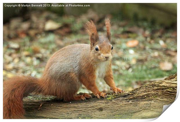 red squirrel Print by Martyn Bennett