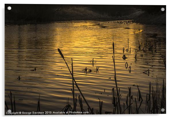 On Golden Pond Acrylic by George Davidson