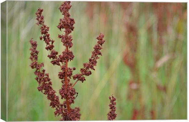 plant in field Canvas Print by elliott garner