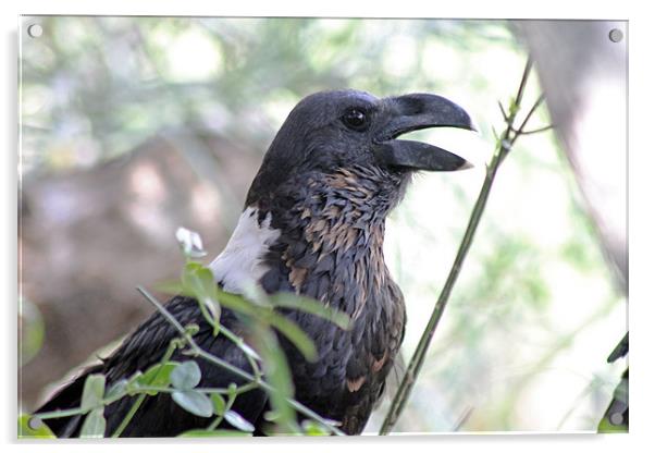 White naped raven Acrylic by Tony Murtagh