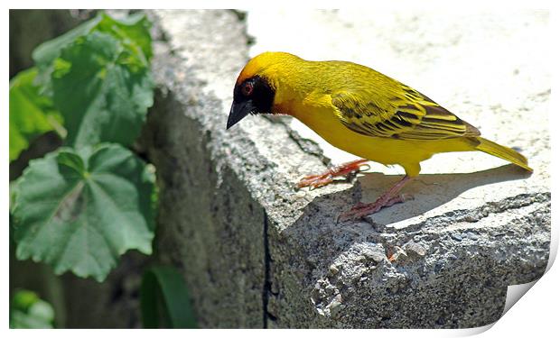 Vitelline masked weaver Print by Tony Murtagh