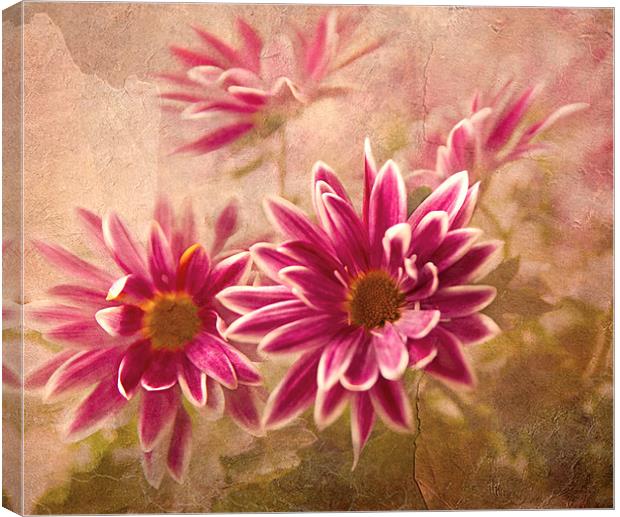 Chrysanthemum flowers Canvas Print by Dawn Cox