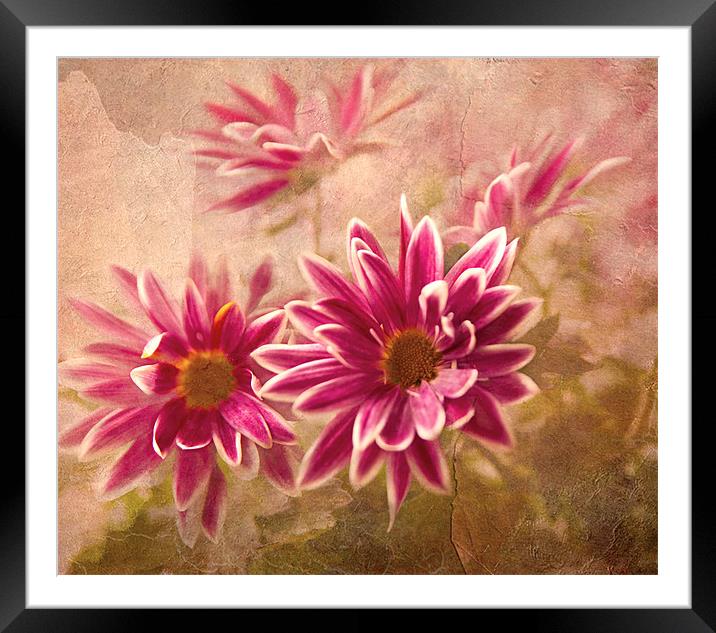 Chrysanthemum flowers Framed Mounted Print by Dawn Cox