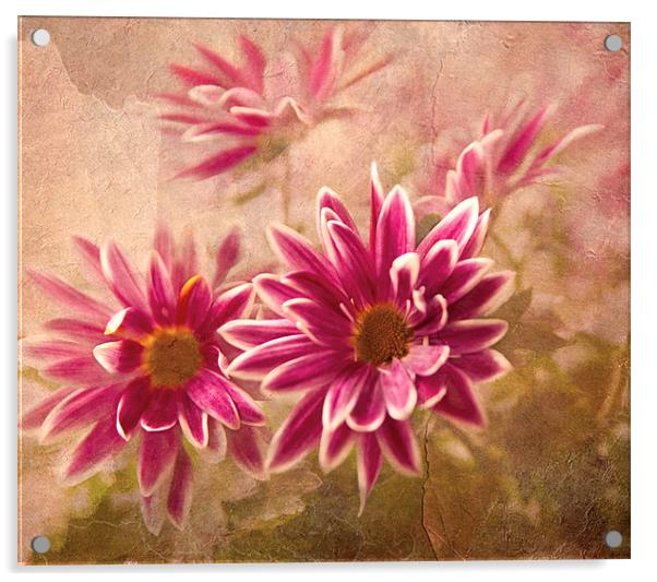 Chrysanthemum flowers Acrylic by Dawn Cox