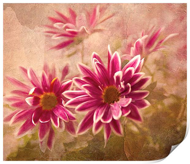 Chrysanthemum flowers Print by Dawn Cox