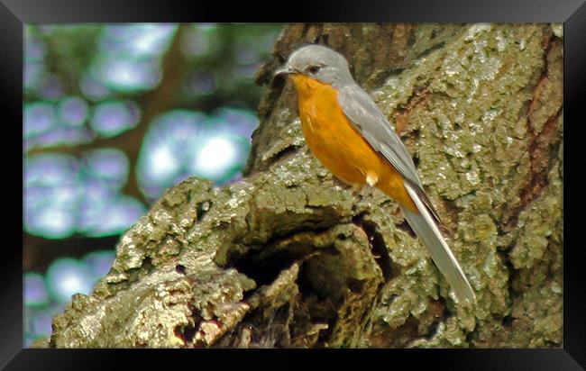 Silverbird flycatcher Framed Print by Tony Murtagh